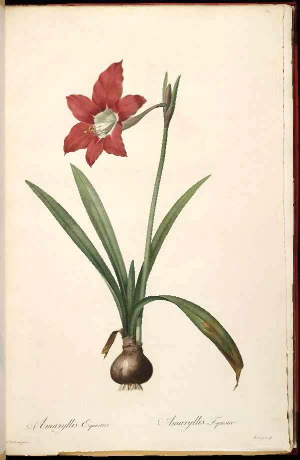 Hippeastrum_puniceum_(2)